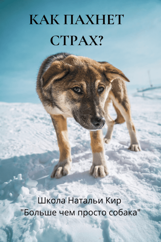 как стимулировать схватки у собаки