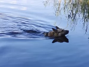 собака-плавает-неправильно